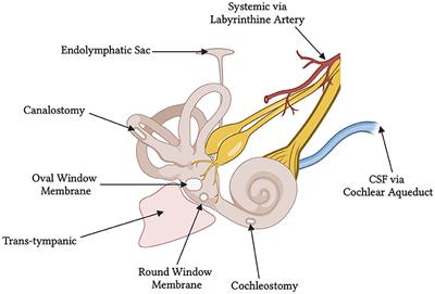 Gene therapy advancements for the treatment of acquired and hereditary hearing loss